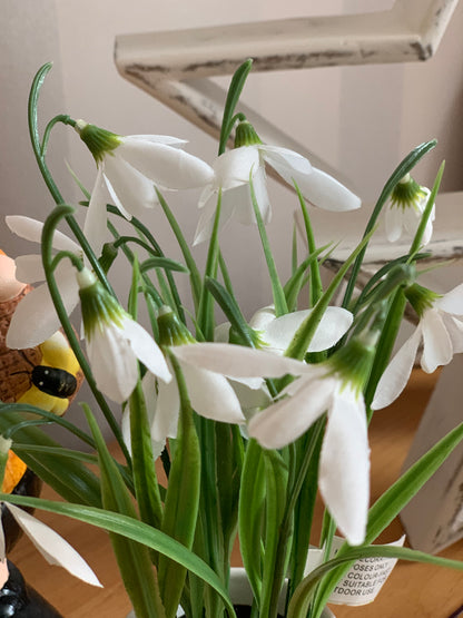 Snowdrops Plant pot