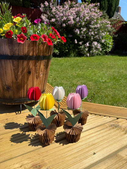 Popup Cardboard Forever Tulips for Spring - 5 colours
