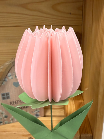 Popup Cardboard Forever Tulips for Spring - 5 colours