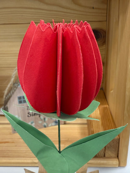 Popup Cardboard Forever Tulips for Spring - 5 colours