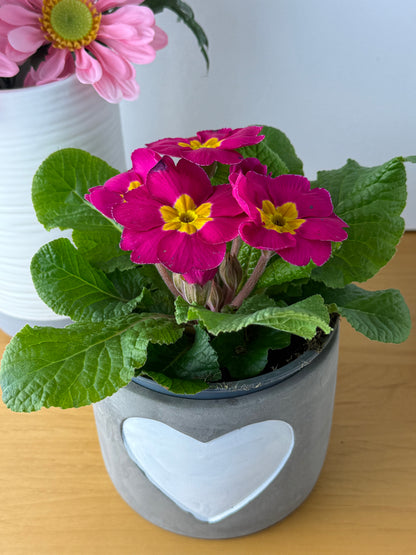 Grey Cement Pot with white heart