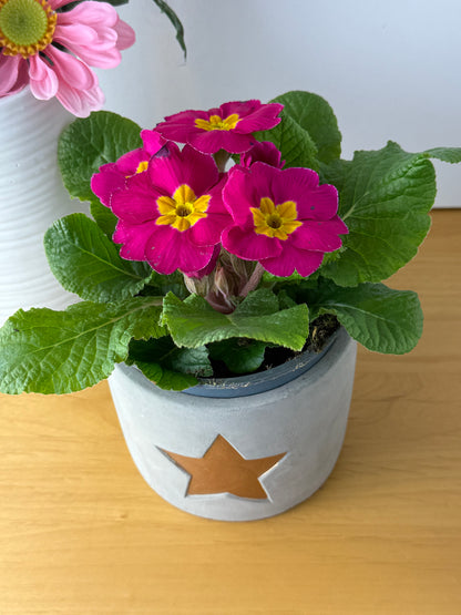 Grey Cement Pot with gold star